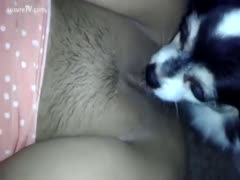 A dog licks an unshaven woman's vaginal lips.